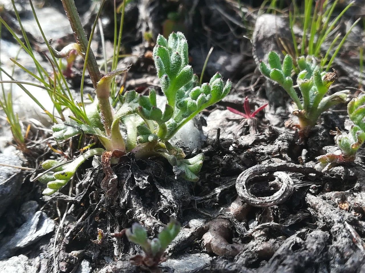 Alpen-Margerite 20