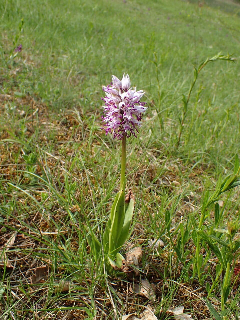 Orchide scimmia 24
