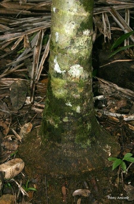 Burretiokentia 14