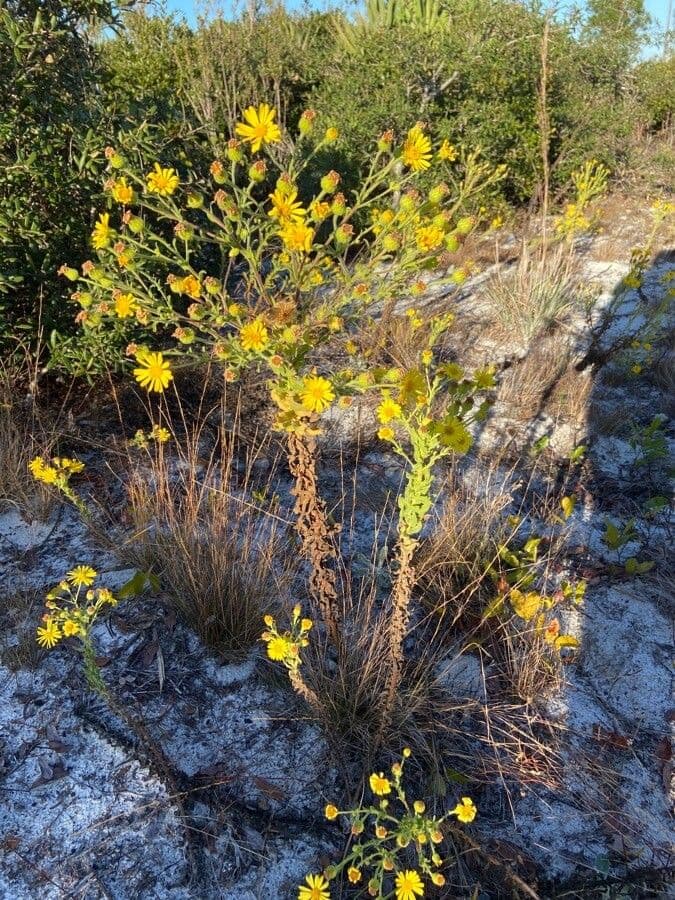 Heterotheca subaxillaris 12
