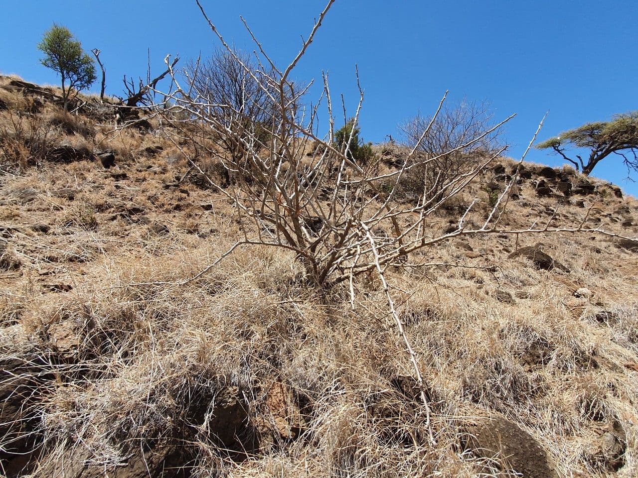 Sesamothamnus 12