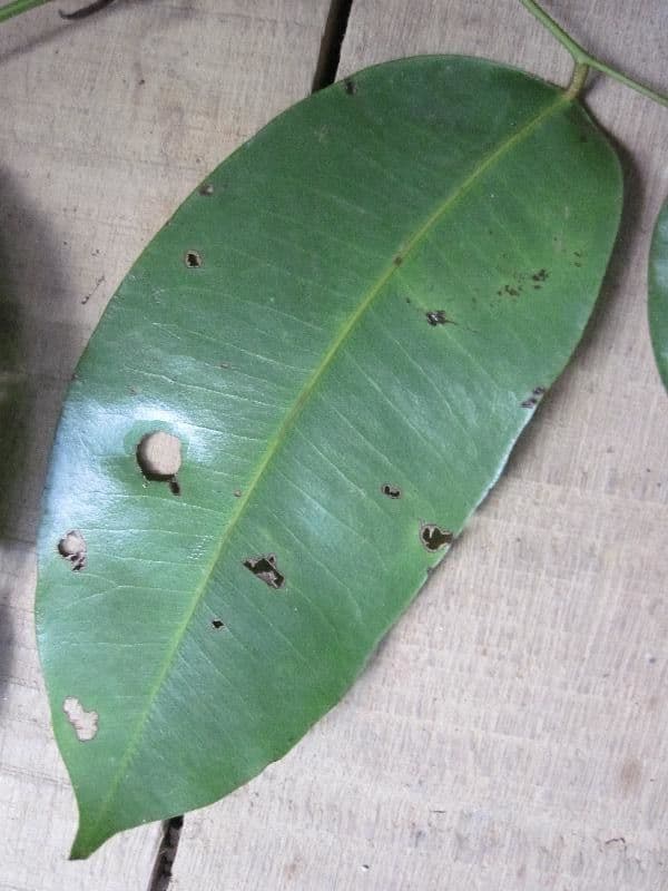 Eperua 13