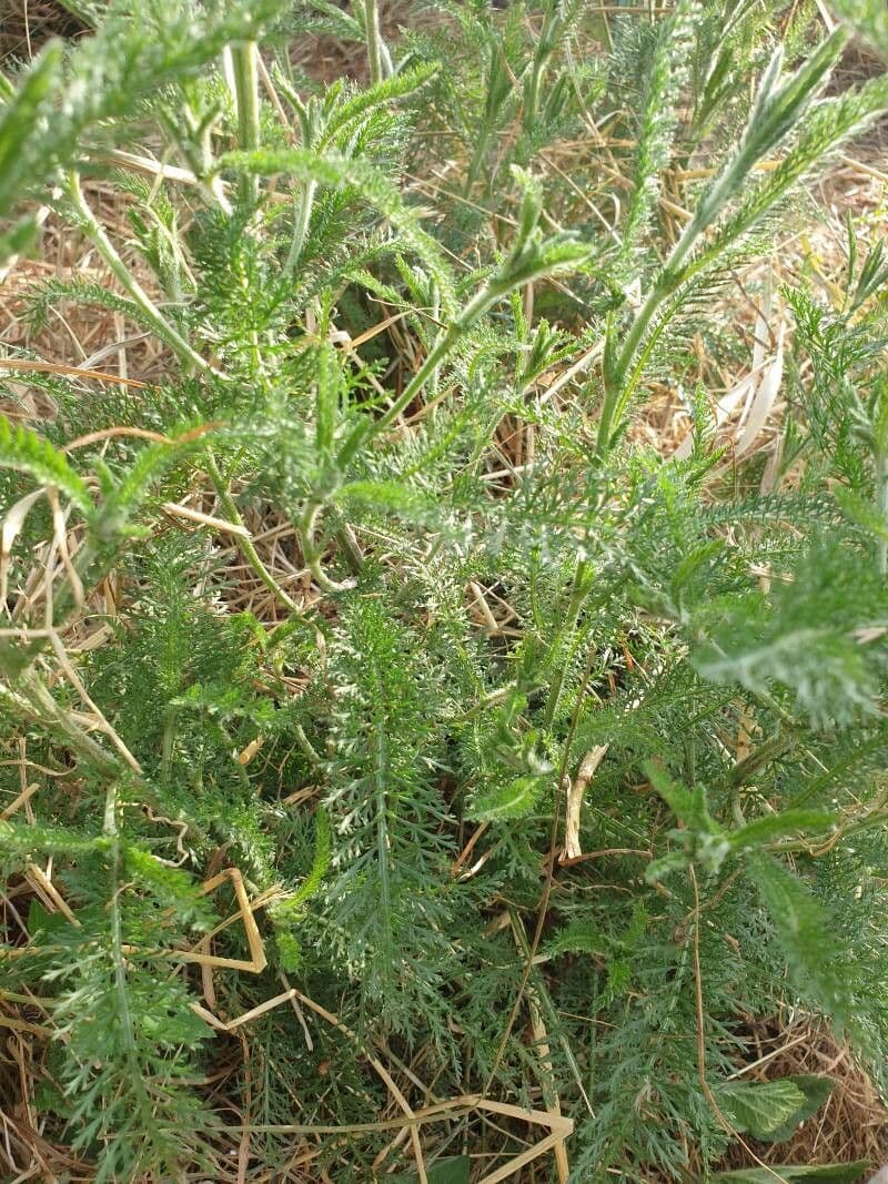 Achillea filipendula 27