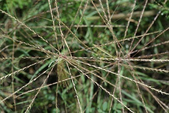 Chloris verticillée 2