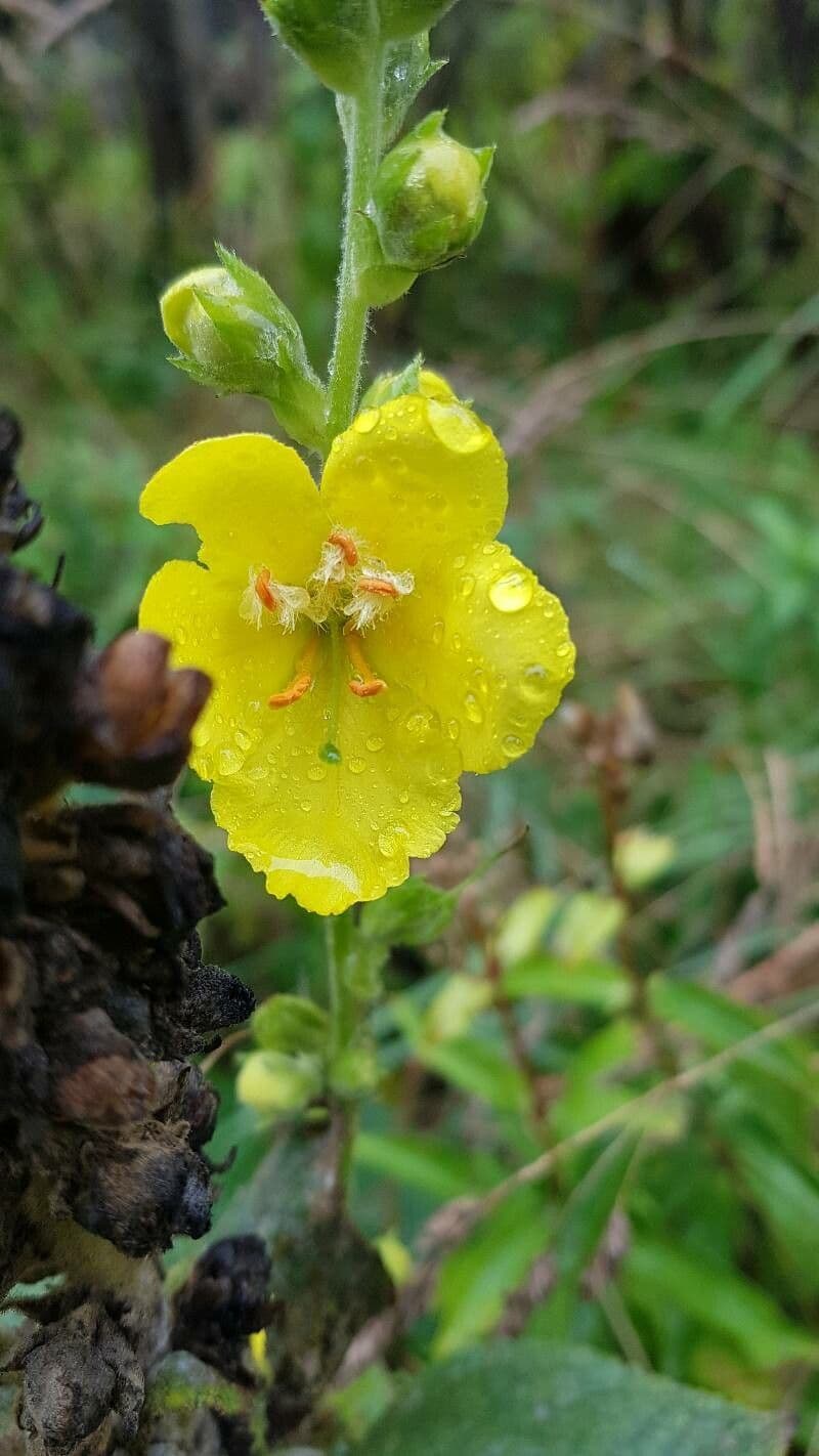 Verbasco phlomoides 10