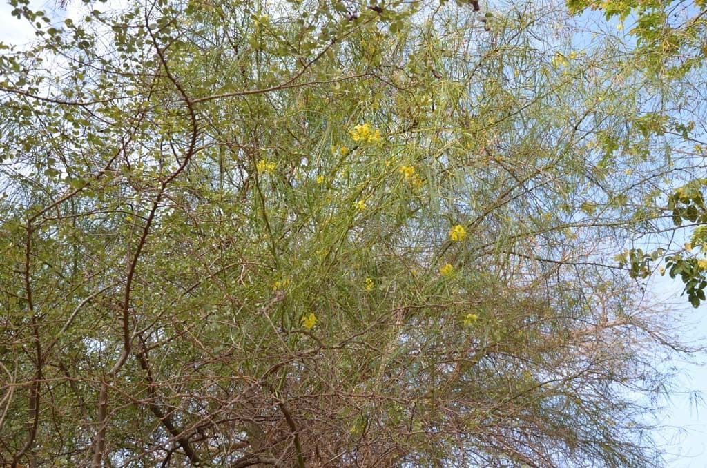 Parkinsonia 11
