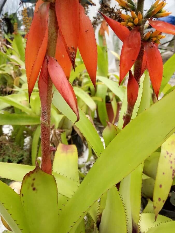 Aechmea mertensii 8