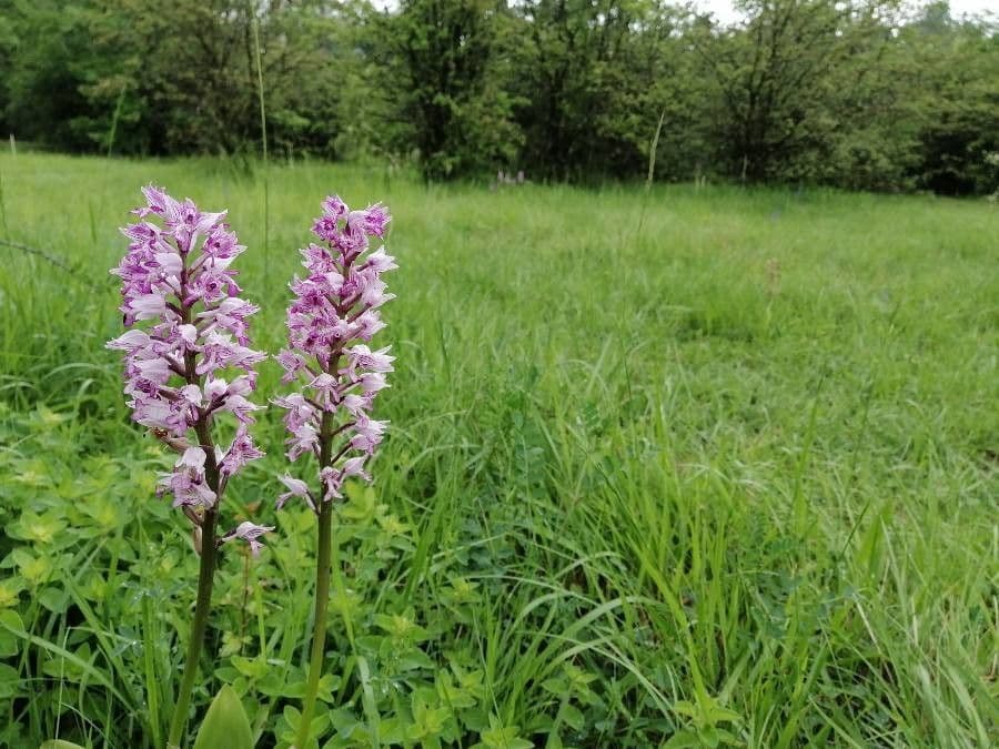 Orchidea militare 9