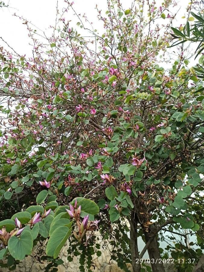 Bauhinia purpurea 14