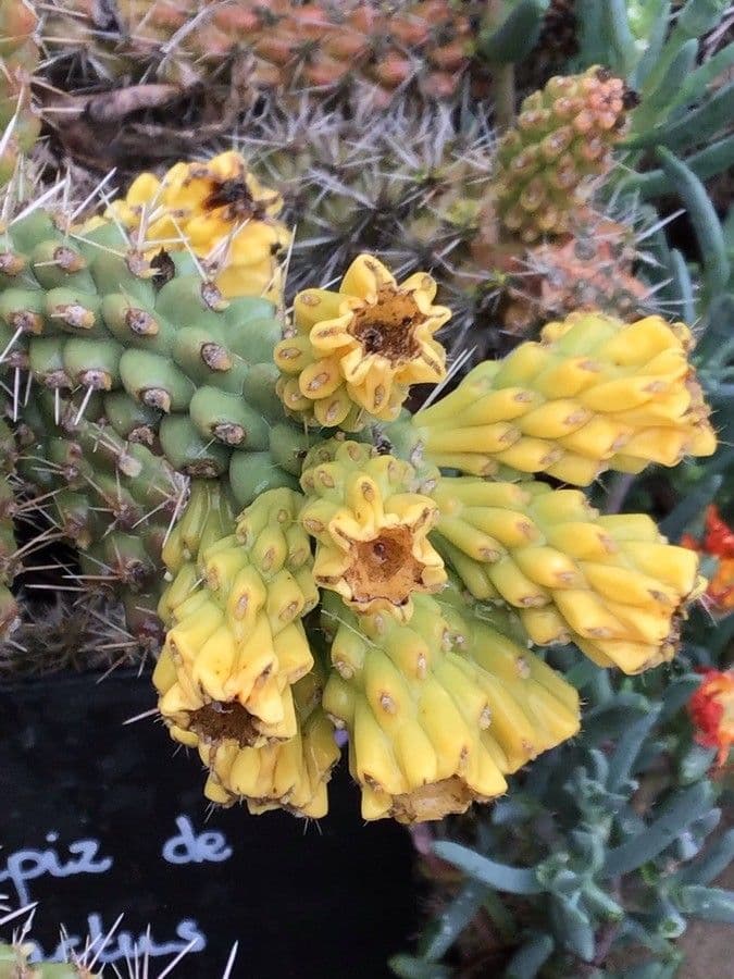 Cylindropuntia ramosissima 6