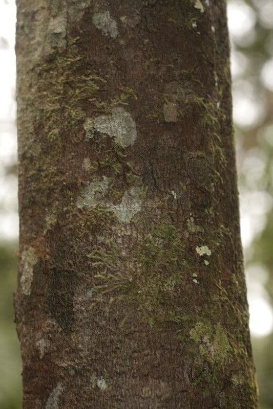 Vantanea 7