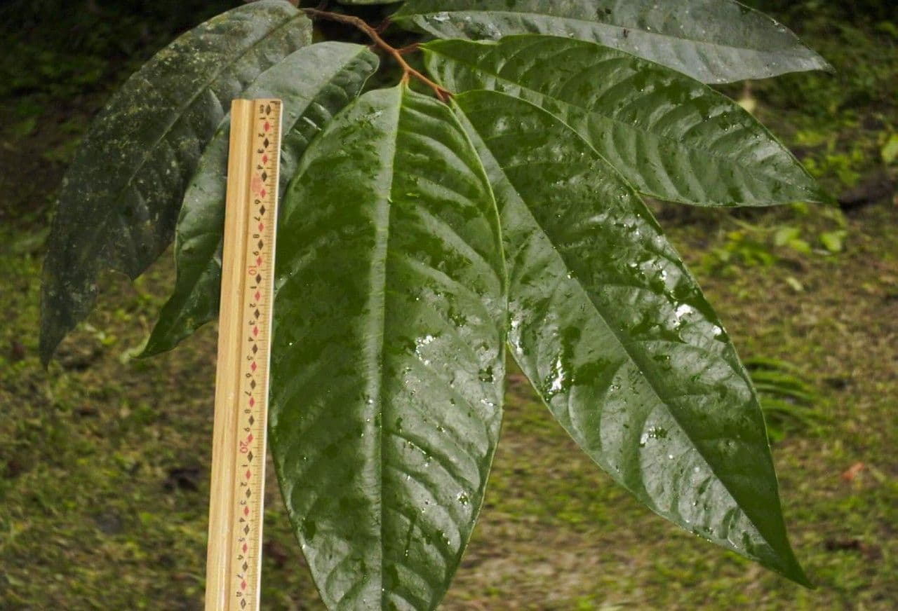 Dickblättrige Anaxagorea 6