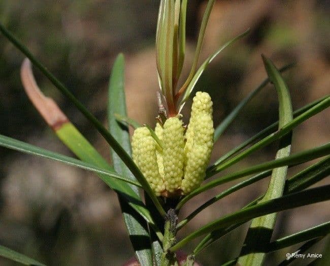 Podocarpus 4
