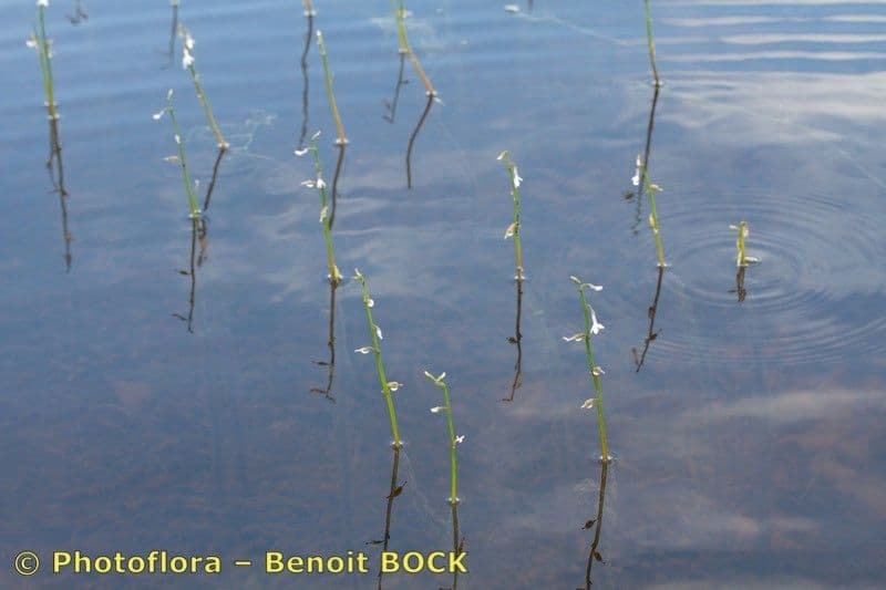 Lobelia acquatica 21