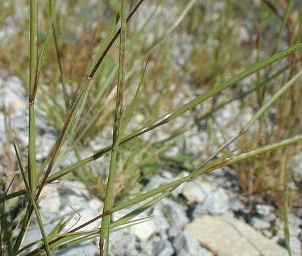 Sporobolus neglectus 2