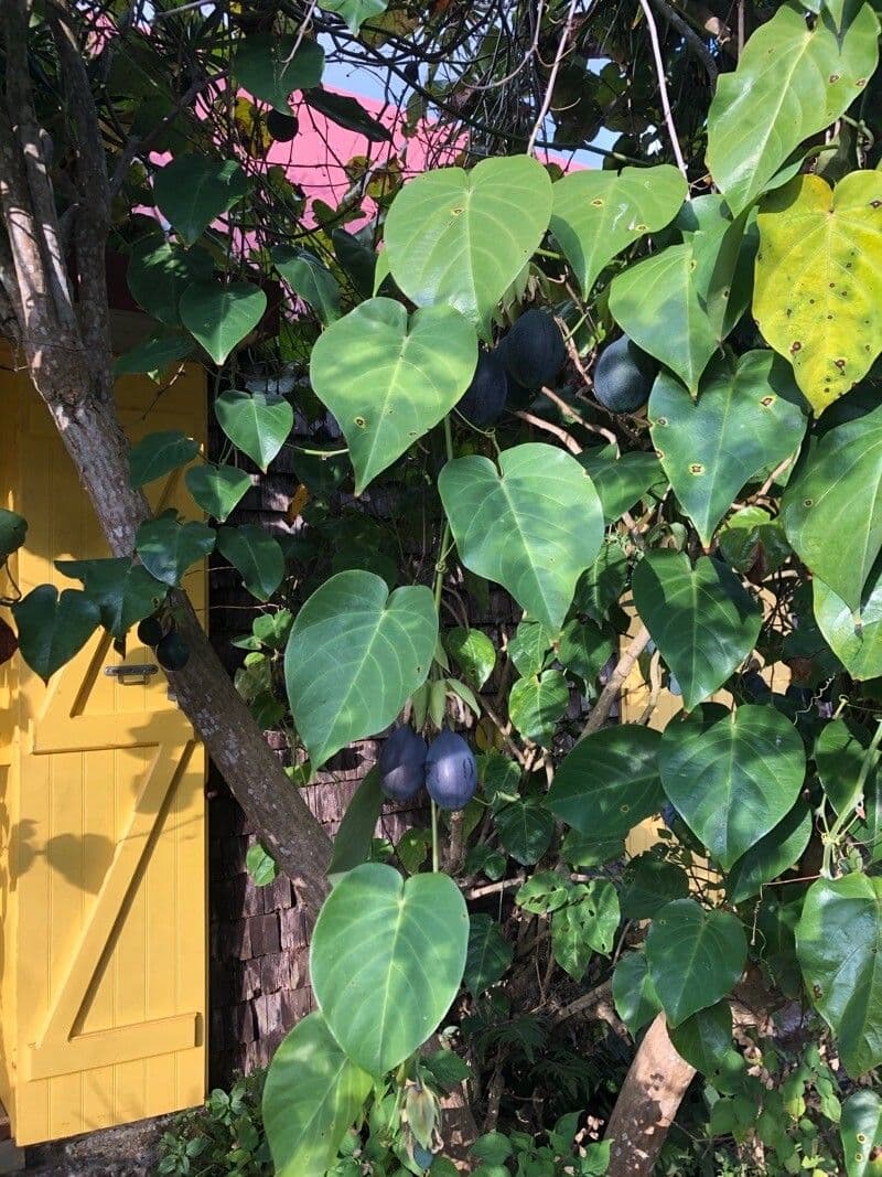 Granadilla dolce 11
