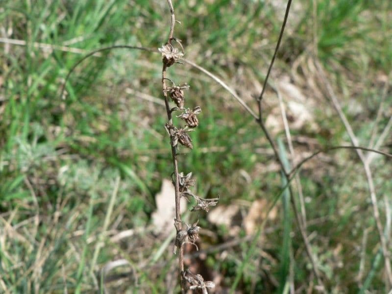 Weiße Artemisia 7