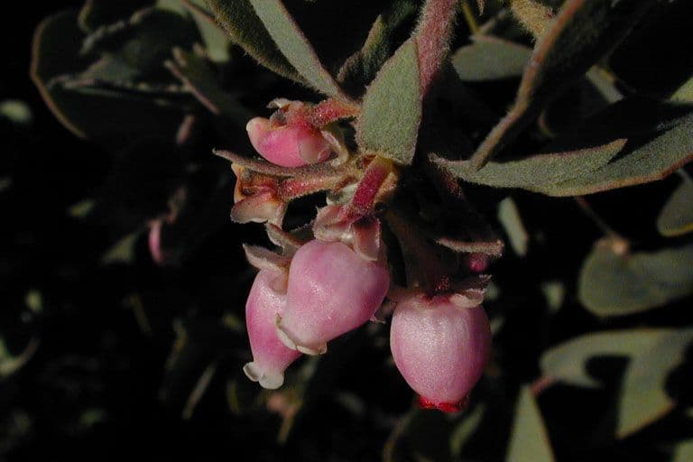 Arctostaphylos 9