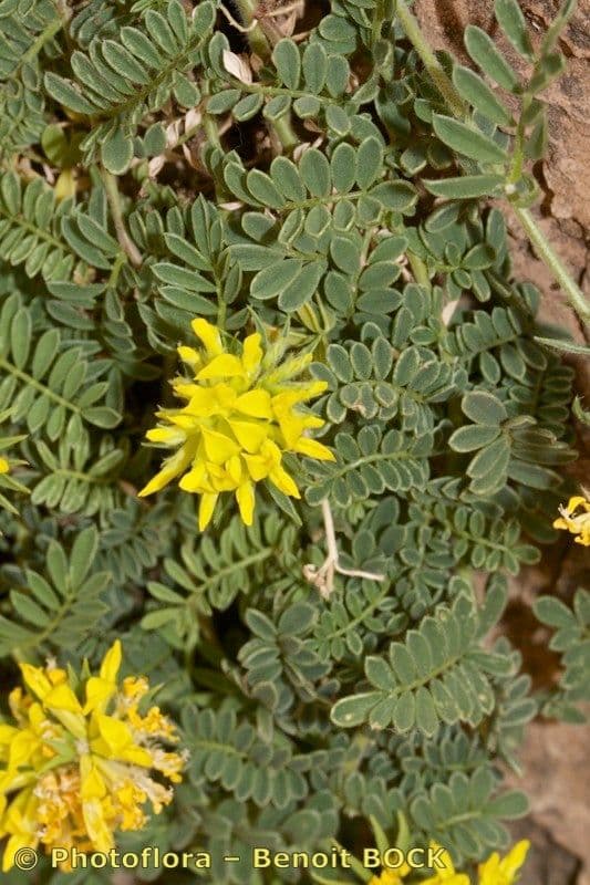 Anthyllis 6