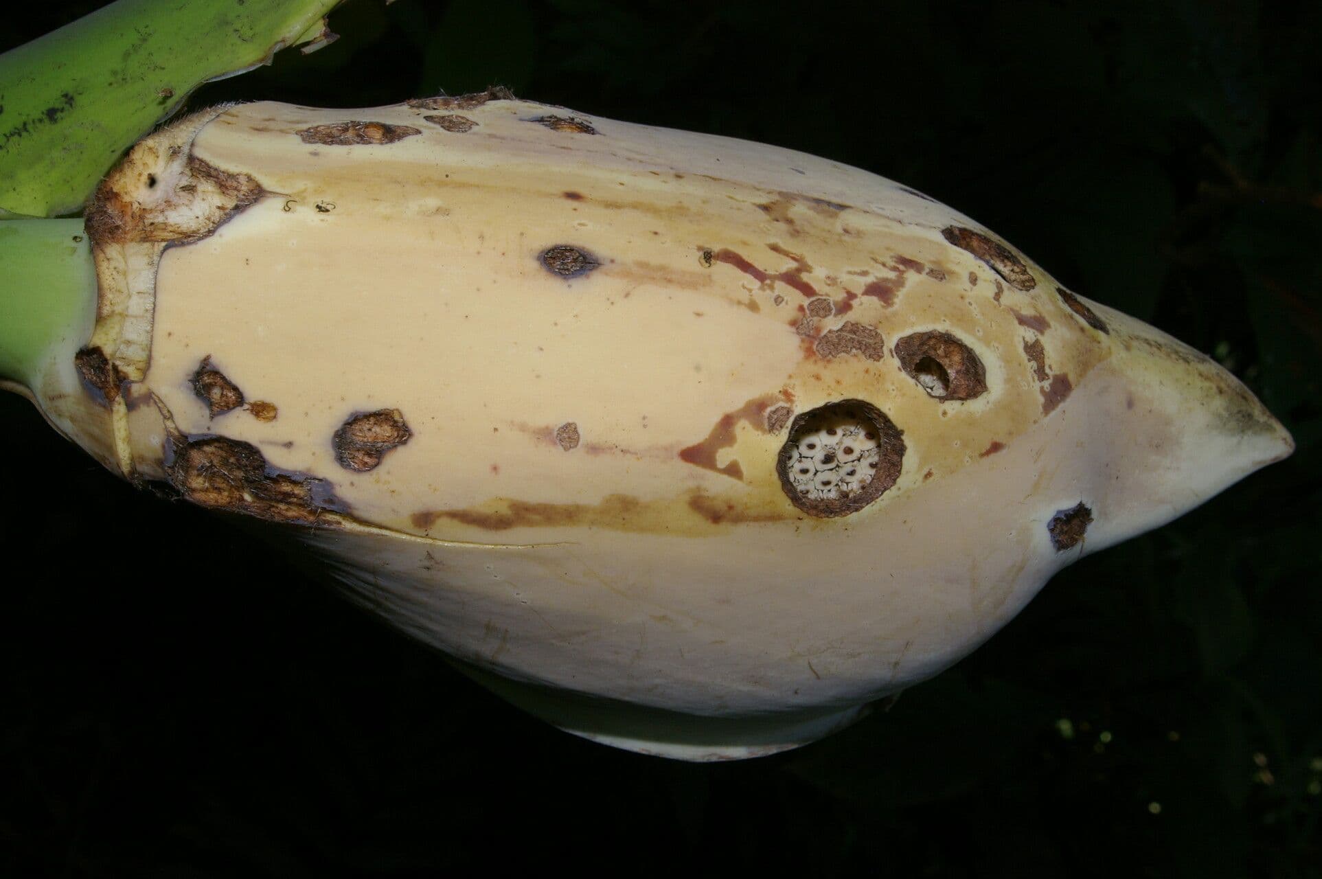 Monstera 2
