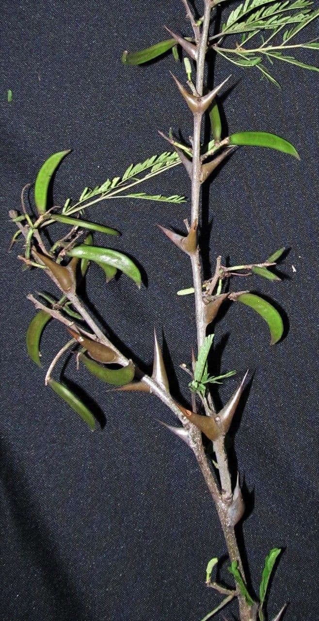 Vachelia Collinsova 28