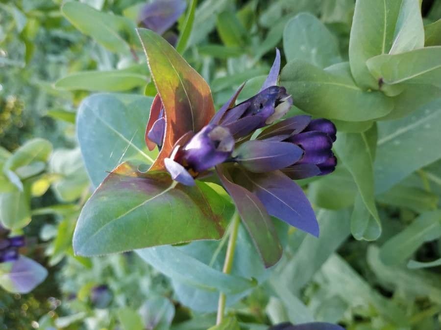 Cerinthe maggiore 20