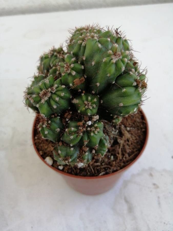 Cactus mela del Perù 8