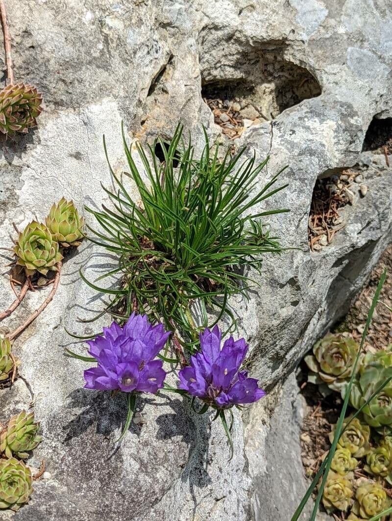 Grasblättrige Glockenblume 6