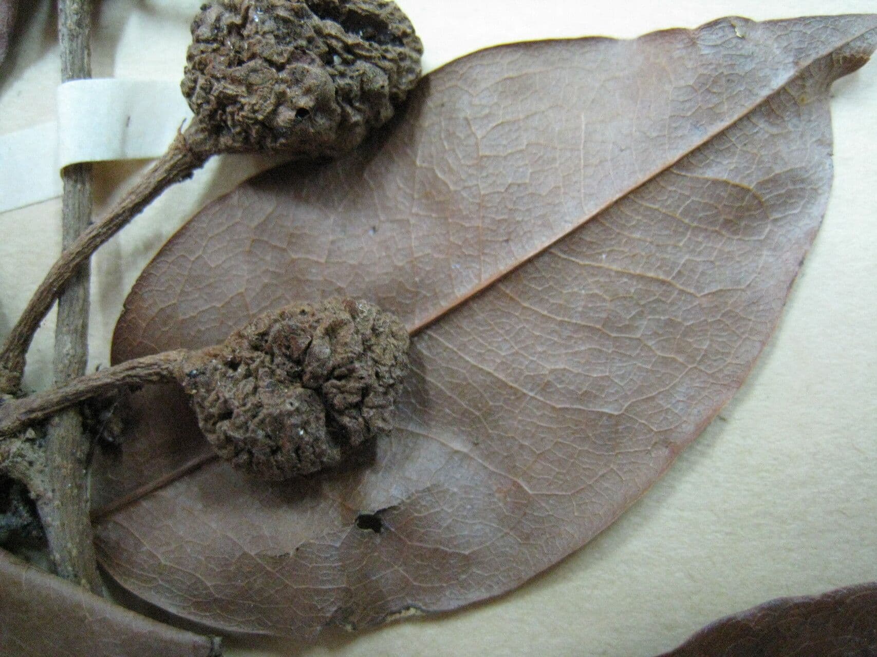 Cynometra