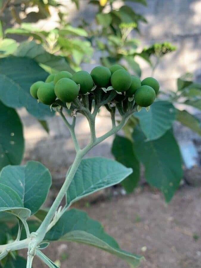 Solano 3