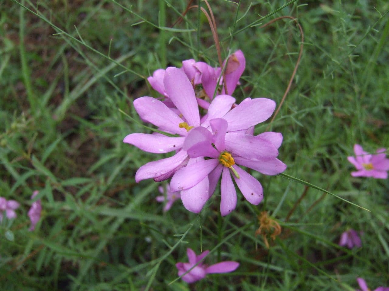 Sabatia gentianoides 3