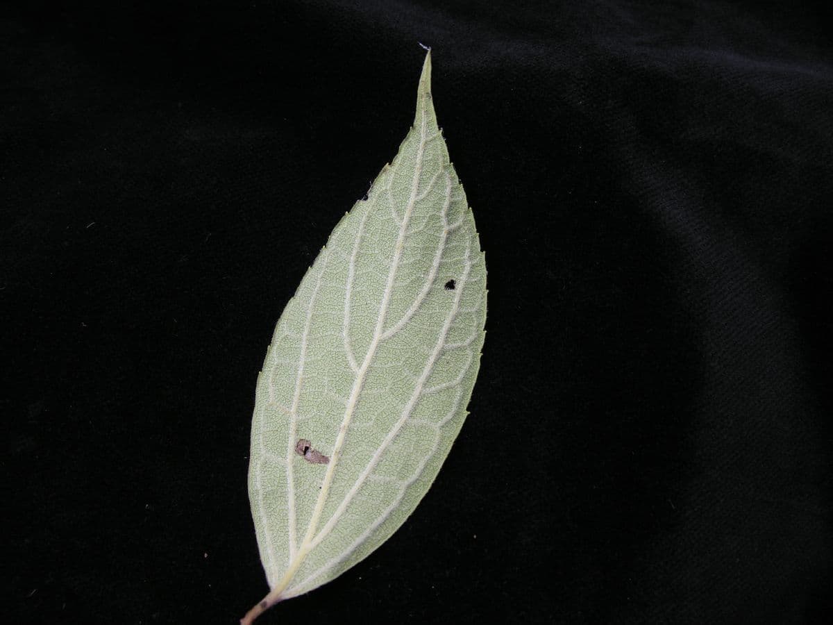 Duftender Pfeifenstrauch 10