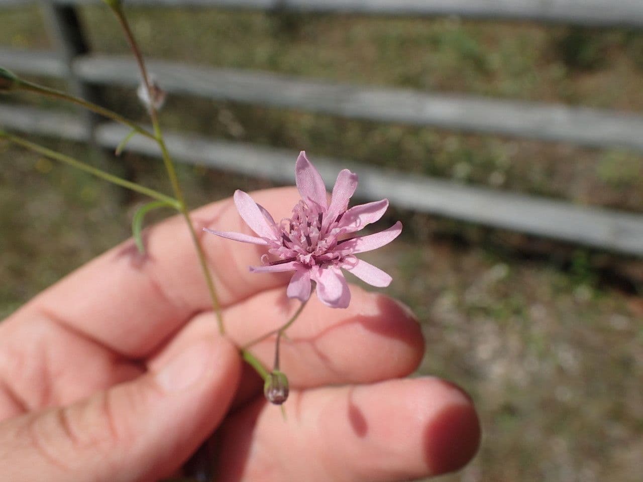 Palafoxia