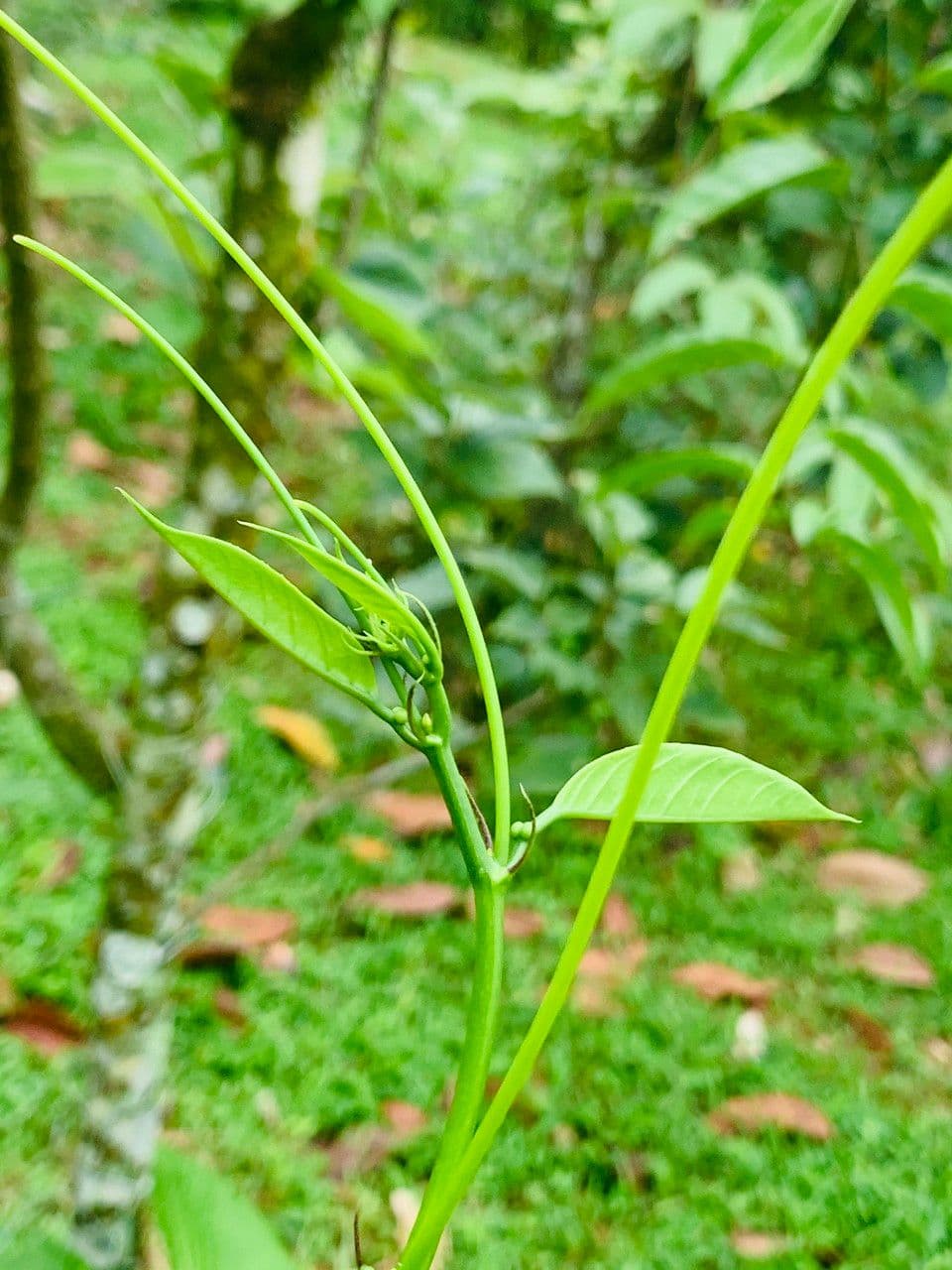 Passiflora ambigua 17