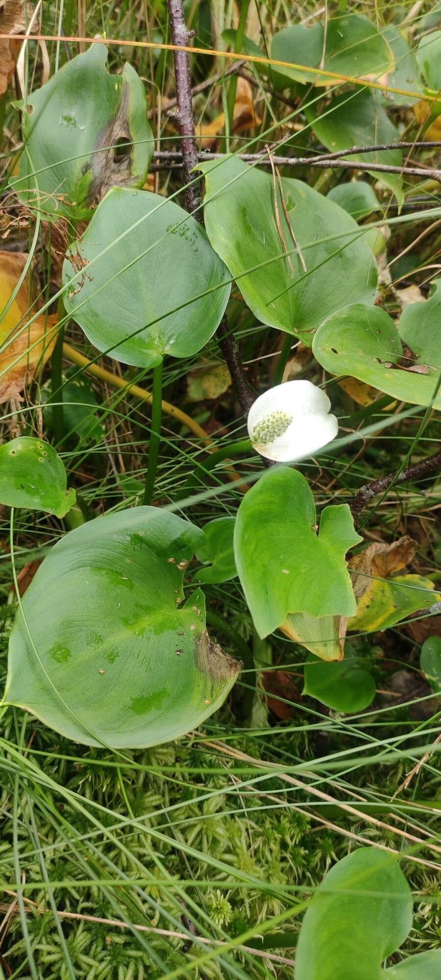 Calla di palude 15