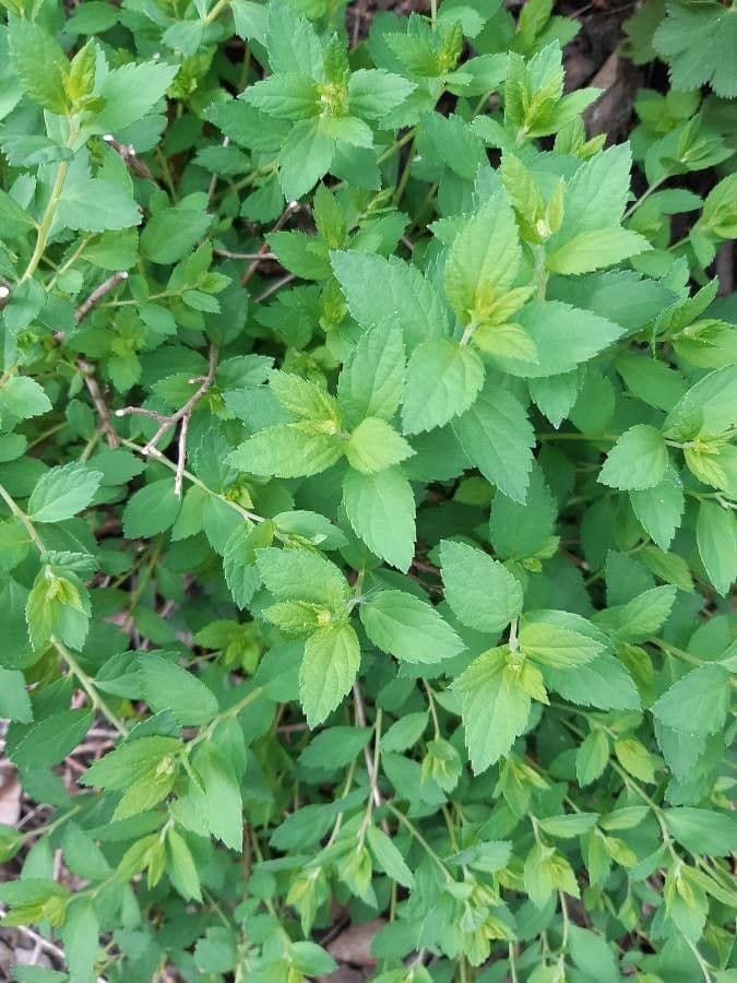 Brestovec kalinolistý 18