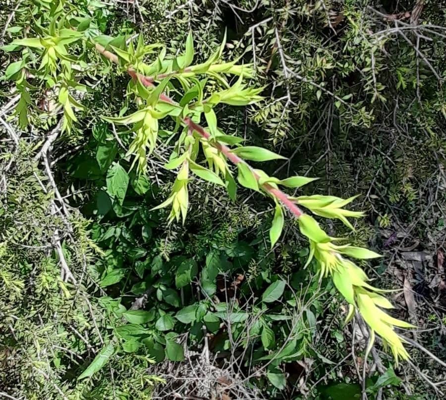 Melaleuca styphelioides 9