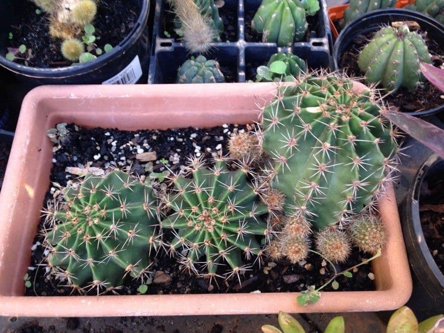 Echinocereus coccineus 18