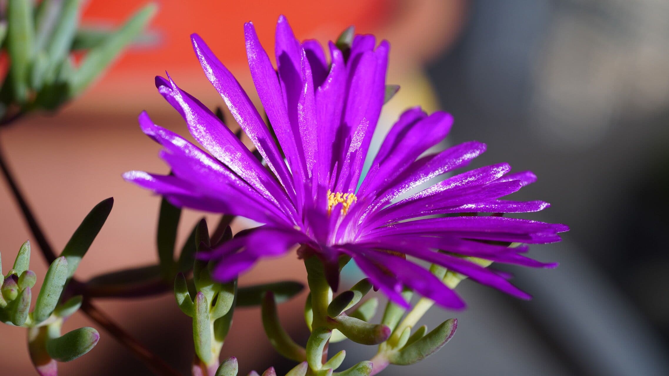Delosperma 4
