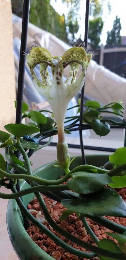 Brunnenblume 2