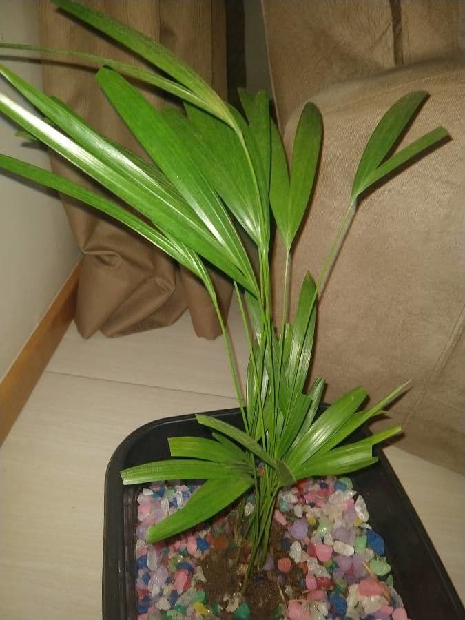 Areca dorée 11