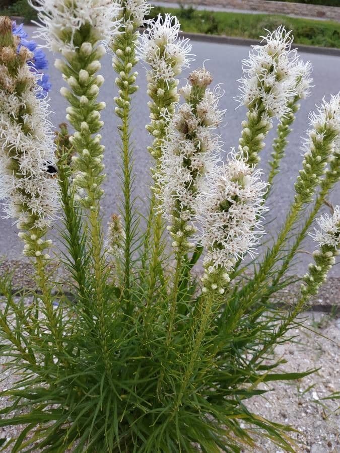 Liatris espigada 24