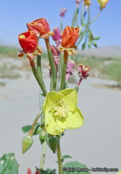 Chylismia cardiophylla 3