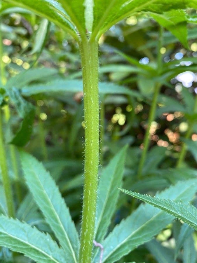 Veronica virginica 24