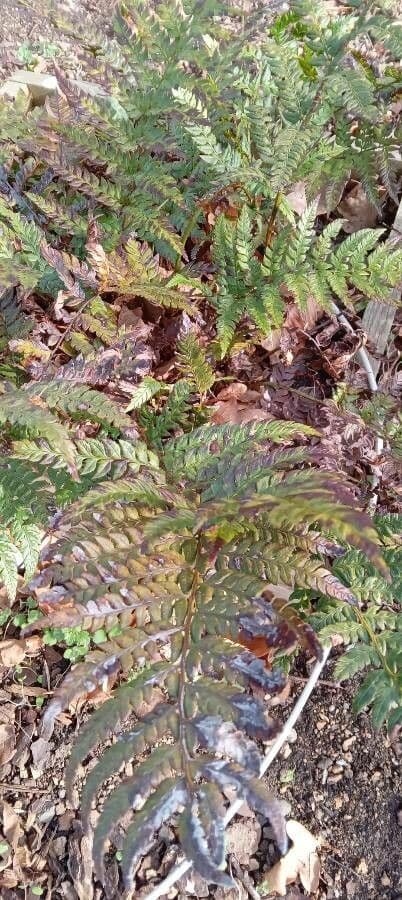 Polystichum 5