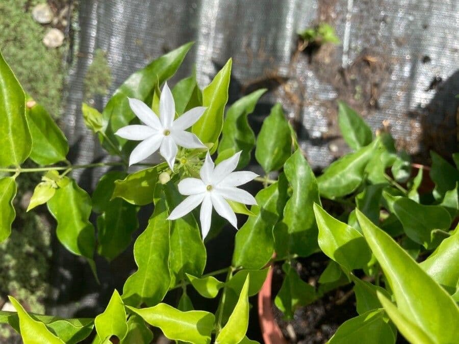 Jasmin multiflore 7