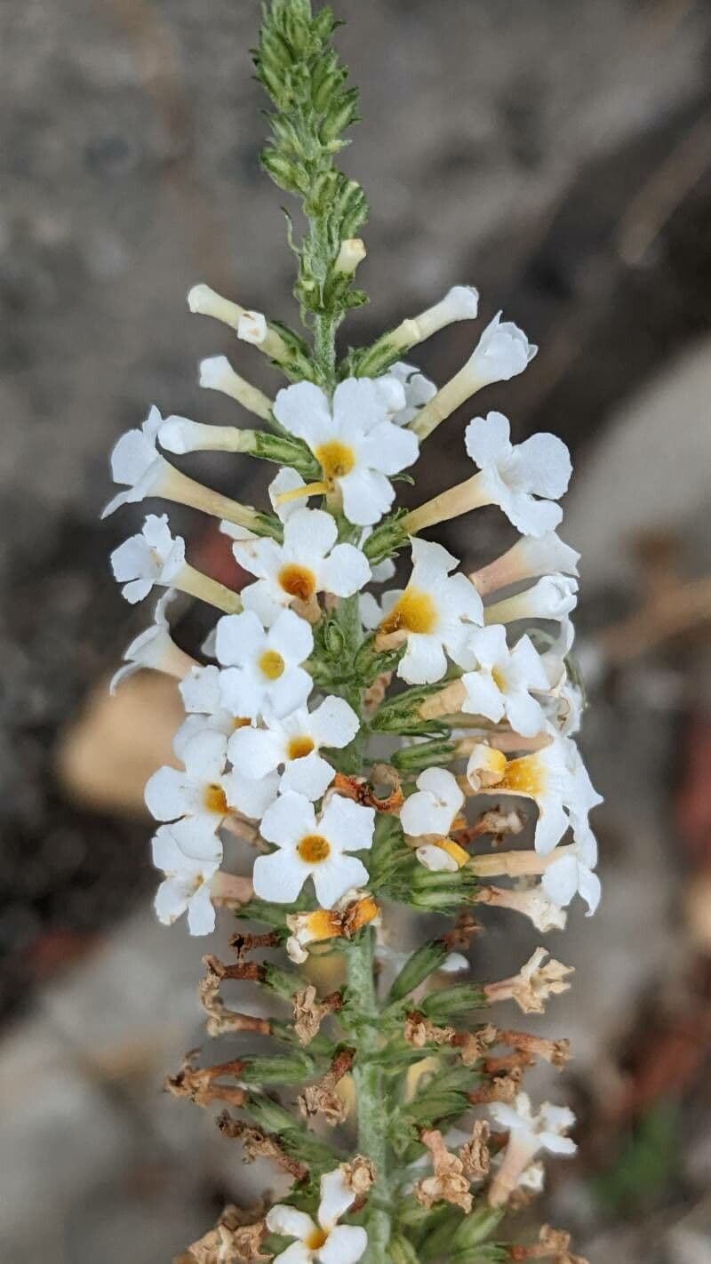 Buddleja 5