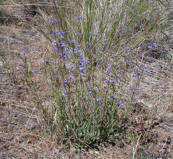 Penstemon basso 9