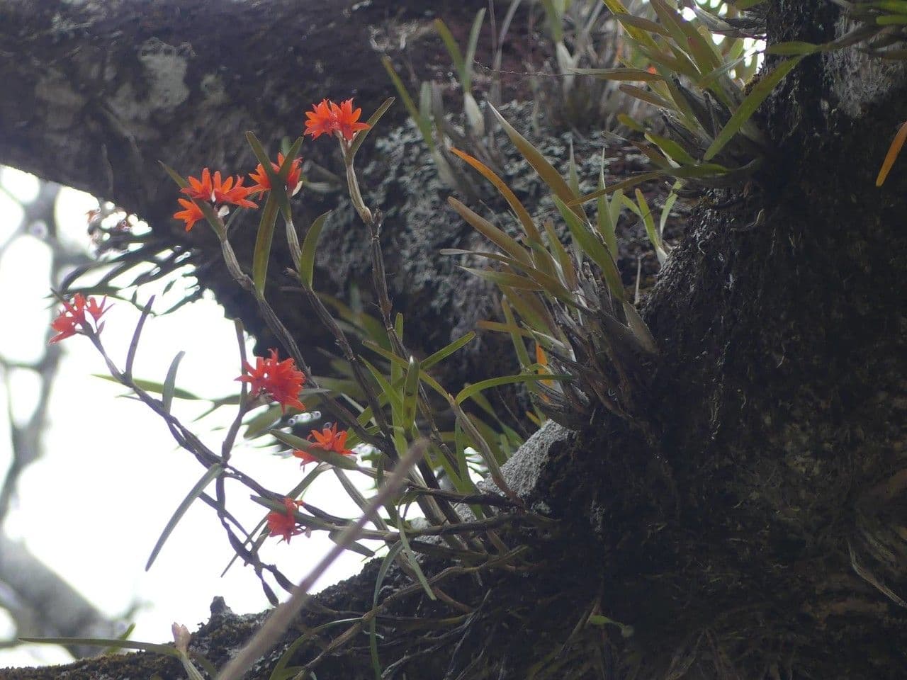 Scaphyglottis 8