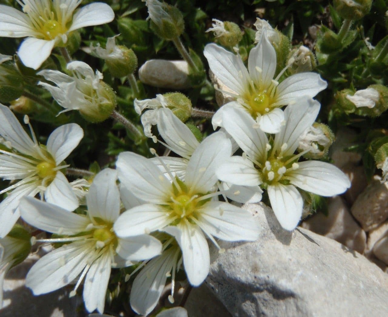 Cherleria capillacea 3